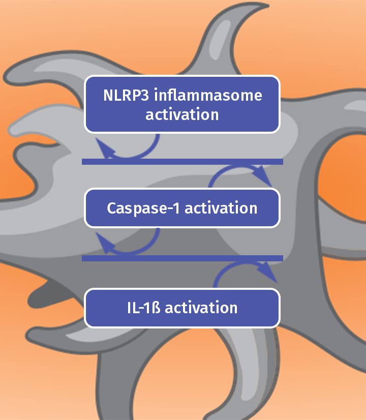 NLRP inflammasome activation, caspase-1 activation,
                        IL-1β activation