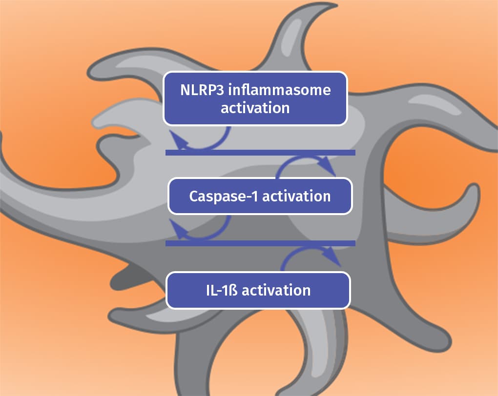 NLRP inflammasome activation, caspase-1 activation,
                        IL-1β activation